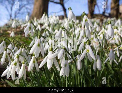 Snowdrops a Painswick Rococo Gardens , Painswick, Nr Stroud, Gloucestershire, Inghilterra, Regno Unito. Il paese è solo sopravvivere, completa il giardino in stile rococò. Foto Stock