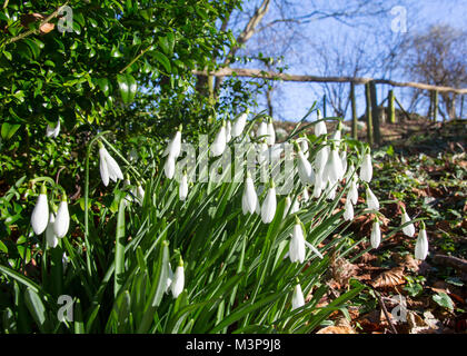 Snowdrops a Painswick Rococo Gardens , Painswick, Nr Stroud, Gloucestershire, Inghilterra, Regno Unito. Il paese è solo sopravvivere, completa il giardino in stile rococò. Foto Stock