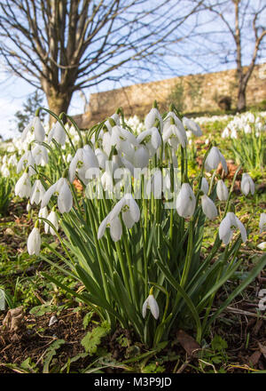 Snowdrops a Painswick Rococo Gardens , Painswick, Nr Stroud, Gloucestershire, Inghilterra, Regno Unito. Il paese è solo sopravvivere, completa il giardino in stile rococò. Foto Stock