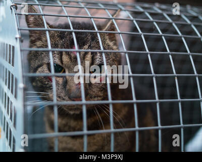 Un maltrattati gatti selvatici catturati dal salvataggio animale in Svezia Foto Stock