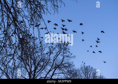 Poznan, Wielkopolska, Polonia. 6 febbraio, 2018. Febbraio 6, 2018 - Poznan, Polonia - Gregge di corvi e jackdaws. Credito: Dawid Tatarkiewicz/ZUMA filo/Alamy Live News Foto Stock