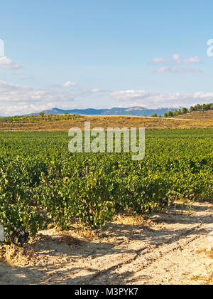 Paesaggio panoramico di una vigna campo in Logroño, nella regione spagnola di La Rioja, famoso per la sua produzione di vino. Spagna Foto Stock