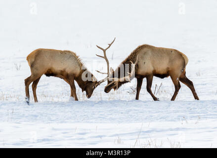 I maschi elk o wapiti (Cervus canadensis) combattimenti nella prateria sulla neve, Neal Smith National Wildlife Refuge, Iowa, USA. Foto Stock