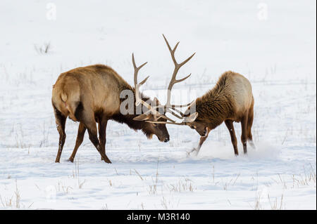 I maschi elk o wapiti (Cervus canadensis) combattimenti nella prateria sulla neve, Neal Smith National Wildlife Refuge, Iowa, USA. Foto Stock