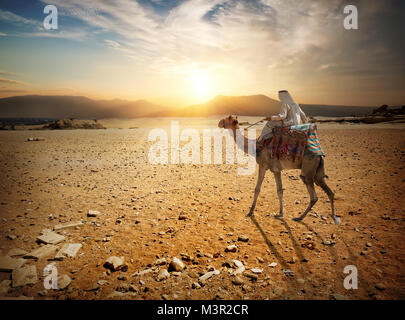 Bedouin passeggiate a dorso di cammello attraverso il deserto sabbioso Foto Stock