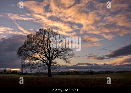 Gli alberi su un campo di Schleswig-Holstein. Nuvole e nuvole. Foto Stock