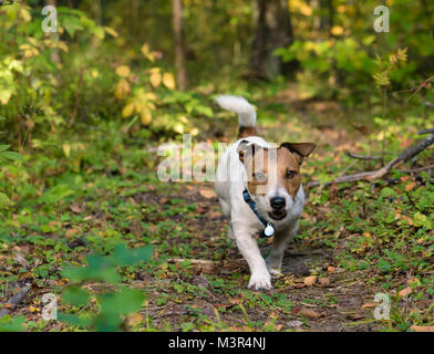 Cane passeggiate in foresta off-guinzaglio Foto Stock
