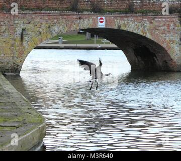 Branta canadensis (Canada Goose) in volo in tutta l'acqua, il fiume Avon, Stratford Upon Avon Warwickshire. Foto Stock