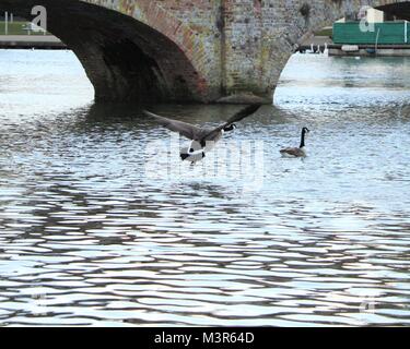 Branta canadensis (Canada Goose) in volo in tutta l'acqua, il fiume Avon, Stratford Upon Avon Warwickshire. Foto Stock