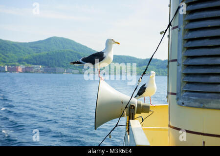 Closeup seagull in Hokkaido, Giappone. Foto Stock