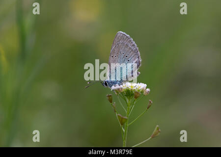 Verde-blu inferiore (Glaucopsyche alexis) Foto Stock