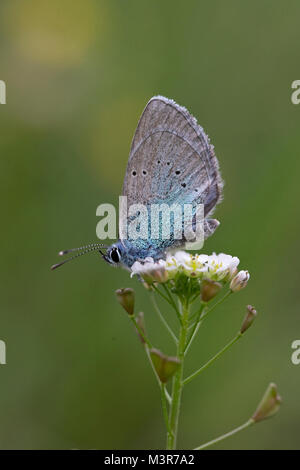 Verde-blu inferiore (Glaucopsyche alexis) Foto Stock