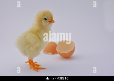 Neonato Pollo Pulcino giocando e godendo con uovo rotto su sfondo bianco Foto Stock