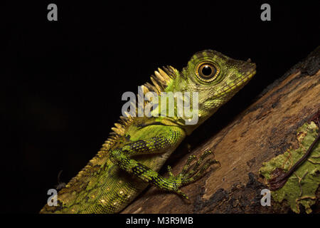 Borneo Anglehead Lizard Foto Stock