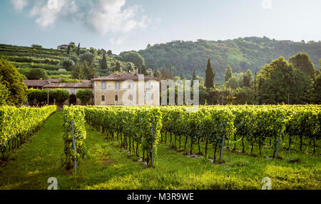 Bella e antica casa padronale circondata con vigneto Foto Stock