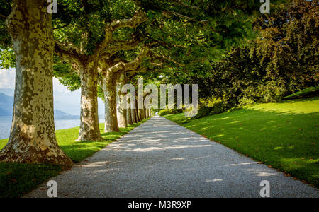 Vecchi alberi lungo park alley presso il lago di Como Foto Stock