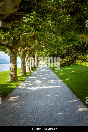 Vecchi alberi lungo park alley presso il lago di Como Foto Stock