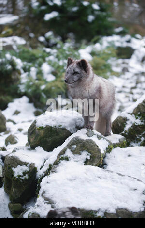 Inverno ritratto permanente di Gray Fox polare. Foto Stock