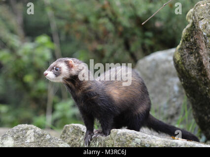 Pole cat sulle rocce Foto Stock