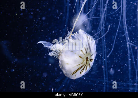 Kompassquallen, Chrysaora Hysoscella, Medusa de Compases Aquarium-Foto Foto Stock