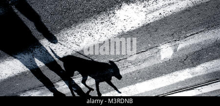 Ombra silhouette di una persona a piedi un cane al guinzaglio e attraversare la strada Foto Stock