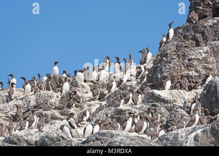 Murres comune su un isola di nidificazione nella Kachemak Bay in Alaska Foto Stock