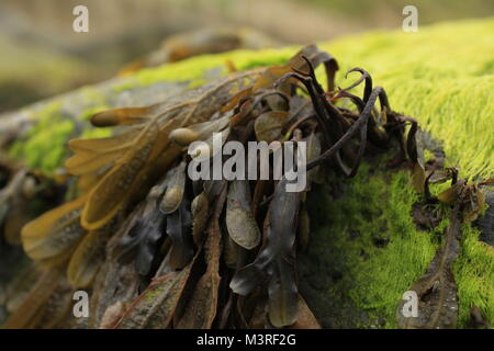 La vescica Wrack alghe a bassa marea sulle rocce Norkolk costa est dell'Inghilterra, il Mare del Nord, close up di Fucus alga Foto Stock