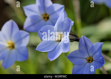 Blu pallido Ipheion uniflorum 'Rolf Fiedler', comunemente noto come 'spring starflower' Foto Stock