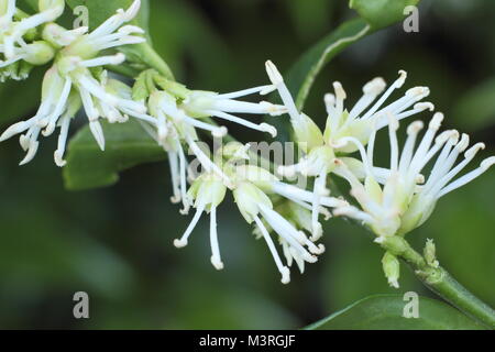 Sarcococca wallichii, chiamato anche scatola di Natale o scatola di dolci, in fiore in UK winter garden Foto Stock