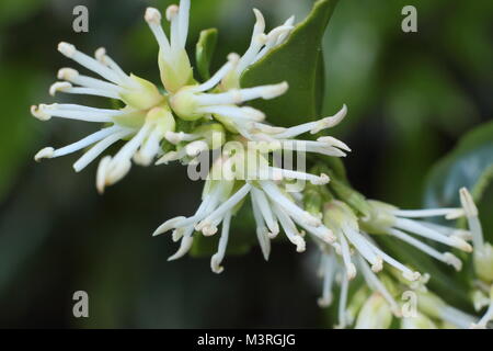 Sarcococca wallichii, chiamato anche scatola di Natale o scatola di dolci, in fiore in UK winter garden Foto Stock