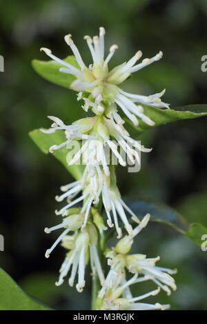 Sarcococca wallichii, chiamato anche scatola di Natale o scatola di dolci, in fiore in UK winter garden Foto Stock