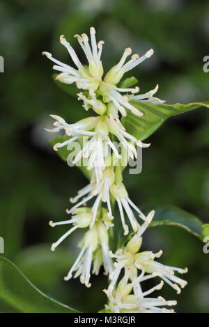 Sarcococca wallichii, chiamato anche scatola di Natale o scatola di dolci, in fiore in UK winter garden Foto Stock