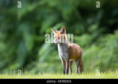 Dettaglio, vista frontale primo piano di giovane volpe rossa britannica (Vulpes vulpes) in piedi isolati su erba estiva con sfondo boscoso. Volpi rosse selvatiche di paese. Foto Stock