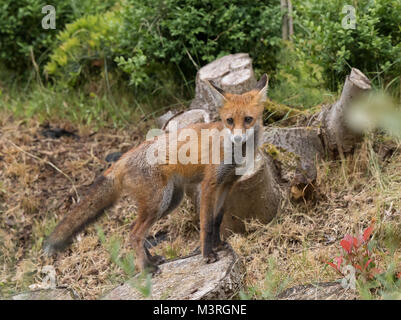 Volpe rosso giovanile skinny (vulpes Vulpes) in piedi isolato su ceppo di albero segato in ambiente boschivo britannico. Espressione spaventata: Occhi grandi e tristi. Foto Stock