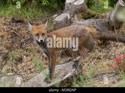 Volpe rosso giovanile skinny (vulpes vulpes) in piedi isolato su ceppo di albero segato in ambiente boschivo UK. Espressione spaventata: Occhi grandi e tristi. Foto Stock