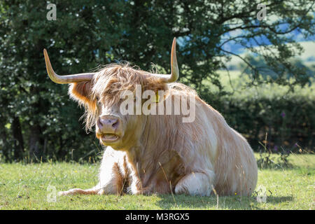 Paesaggio delle highland mucca (bull) con appuntito lungo le corna, seduta in campo soleggiato pascolo & mooing. Vista frontale, testa-a fissare e a bocca aperta. Foto Stock