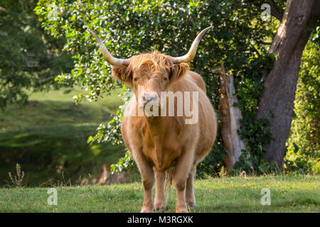 Vista frontale ravvicinata di una mucca highland isolato permanente nel paesaggio di campagna, fissando, lungo le corna in aria, guardando minaccioso, arrabbiato, scontroso. Foto Stock
