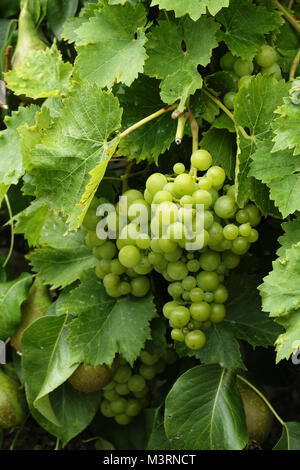 Mazzetto di maturazione delle uve in giardino, vite contro la parete della Tettoia da giardino (Suzanne's orto, Le Pas, Mayenne, Pays de la Loire, Fr Foto Stock