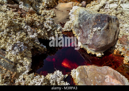 Minerali Di Pirite Solfuro Di Ferro Rio Marina Isola D Elba Regione Toscana Italia Foto Stock Alamy