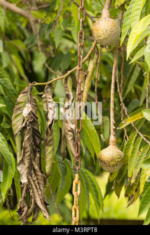 Mammy frutta, Ocho Rios, Giamaica, West Indies, dei Caraibi Foto Stock