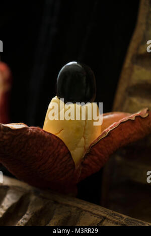 Pod Ackee still life fotografia di cibo contro uno sfondo nero Foto Stock