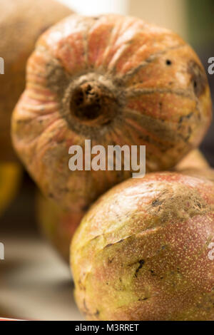 Mammy frutta, Ocho Rios, Giamaica, West Indies, dei Caraibi Foto Stock