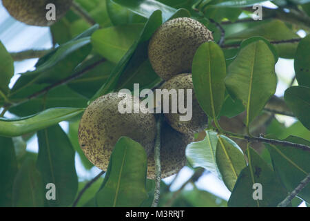 Mammy frutto nel giardino di sussistenza, Ocho Rios, Giamaica, West Indies, dei Caraibi Foto Stock