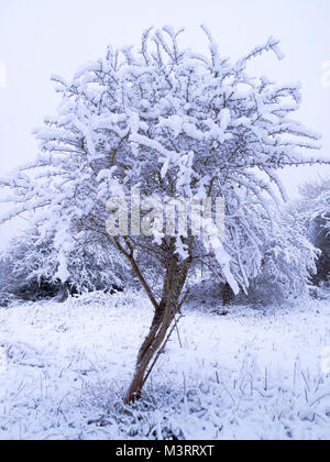 Coperta di neve Albero di biancospino Foto Stock