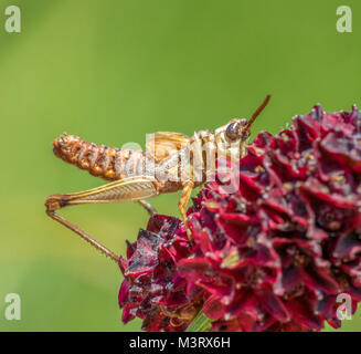 Brown grasshopper sul grande fiore Burnett nel verde indietro Foto Stock