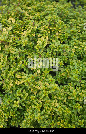 Thymus citriodorus 'Aureus' Foto Stock