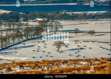 Paesaggio invernale di fronte Lancashire moorland guardando indietro sulla parte superiore del serbatoio Anglezarke nella distanza con gli agricoltori bails di Fieno avvolto in nero pla Foto Stock