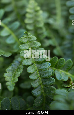 Blechnum penna-marina Foto Stock