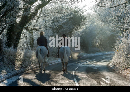 Due cavalli bianchi per un inizio di mattina ride con i piloti sul inverni mattina a Chorley LANCASHIRE REGNO UNITO Foto Stock