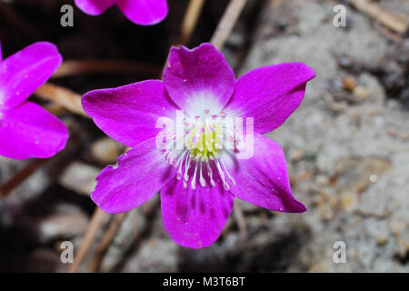 Visualizzare un grande fiore viola in fiore di primavera il fegato Foto Stock